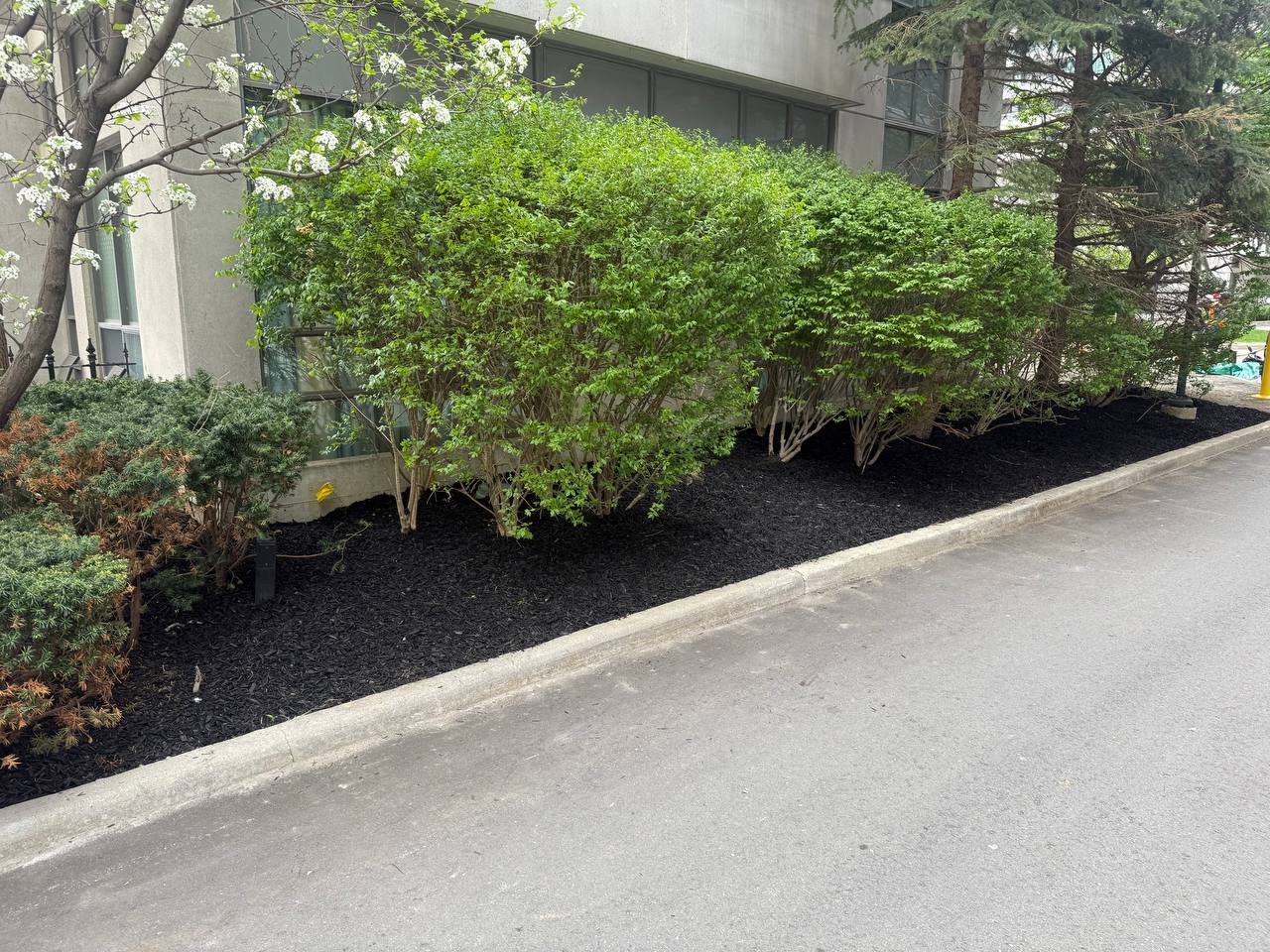 Condo garden bed cleanup