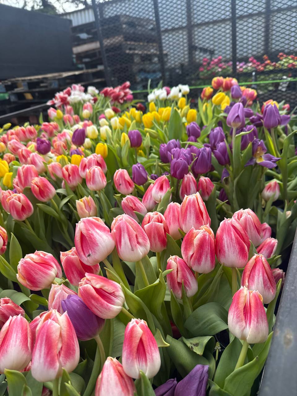 Spring colour planting